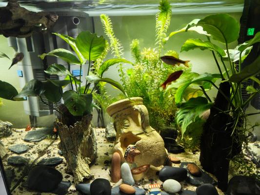 Donne barbus, crevettes, gastromyzon et neritina cause mutation