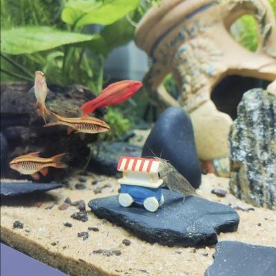 Donne barbus, crevettes, gastromyzon et neritina cause mutation