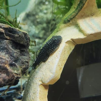 Donne barbus, crevettes, gastromyzon et neritina cause mutation