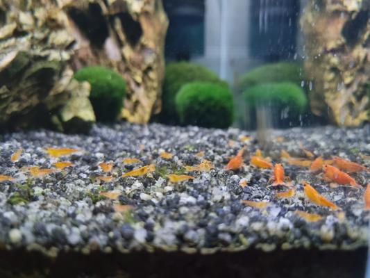 Crevettes aquarium eau douce Neocaridina orange