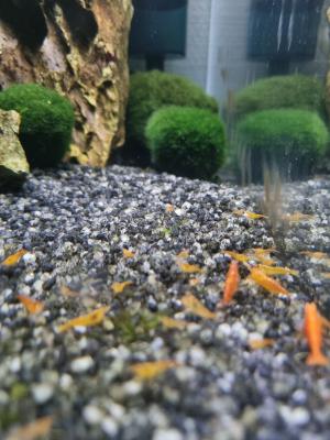 Crevettes aquarium eau douce Neocaridina orange