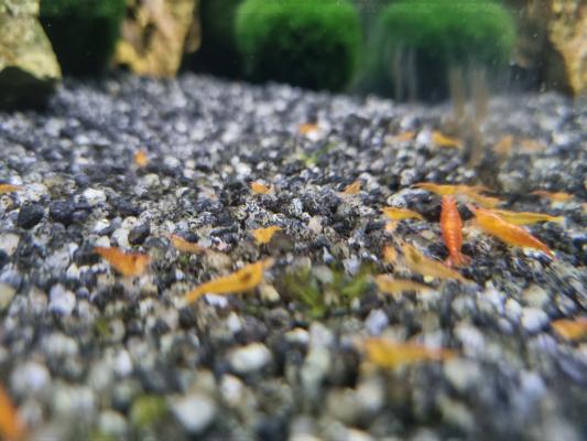 Crevettes aquarium eau douce Neocaridina orange