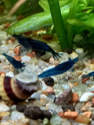 Crevettes bleues velvet