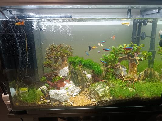 Aquarium complet avec meuble bien équipée
