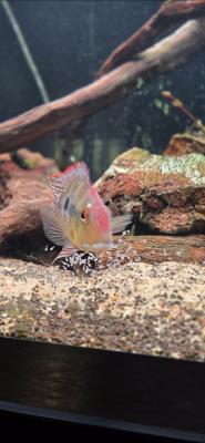 Geophagus red head tapajos