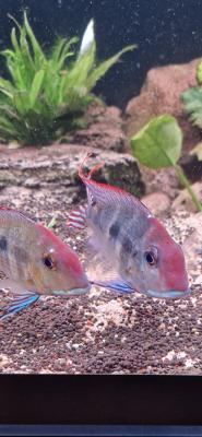 Geophagus red head tapajos