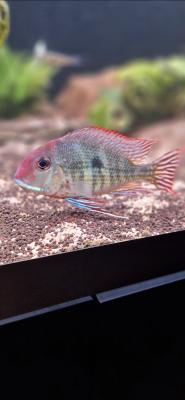 Geophagus red head tapajos