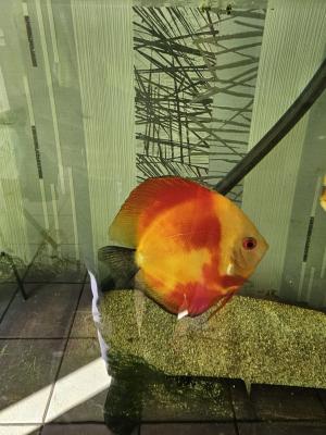 Discus
