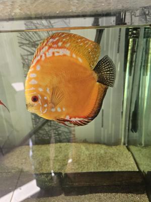 Discus