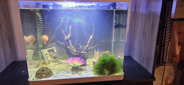 Crevettes d'aquarium rouge et transparente