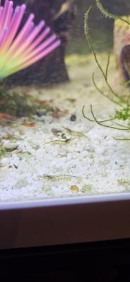 Crevettes d'aquarium rouge et transparente