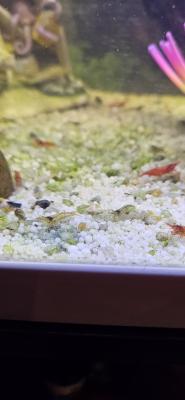 Crevettes d'aquarium rouge et transparente