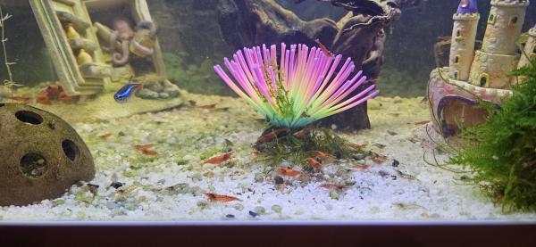 Crevettes d'aquarium rouge et transparente