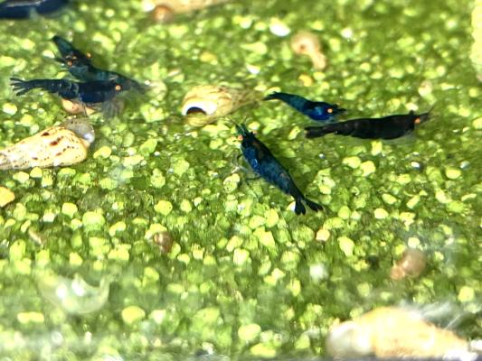 Crevettes Blue dream OE ( yeux oranges)