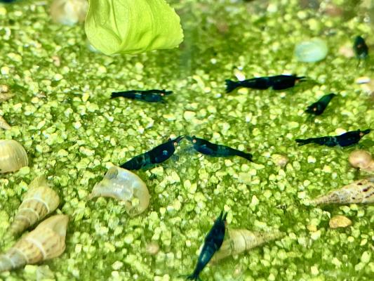 Crevettes Blue dream OE ( yeux oranges)