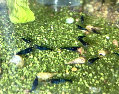 Crevettes Blue dream OE ( yeux oranges)