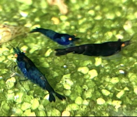 Crevettes Blue dream OE ( yeux oranges)