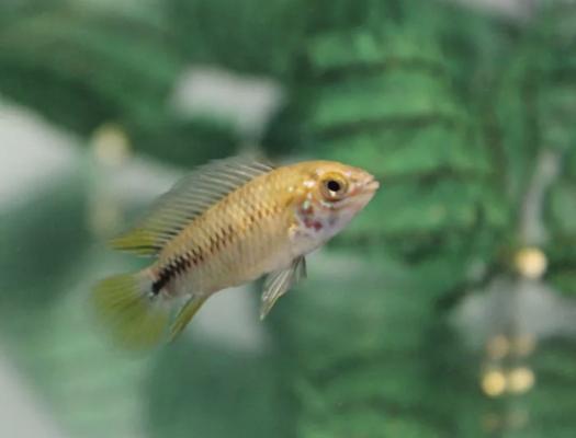 Apistogramma borelli