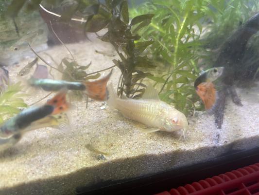 Guppy, et corydoras panda, albinos