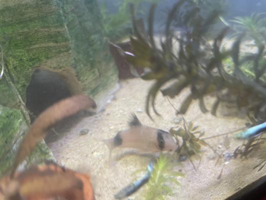 Guppy, et corydoras panda, albinos