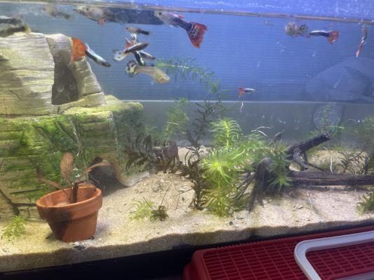 Guppy, et corydoras panda, albinos