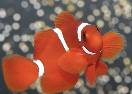 Poisson-clown épineux