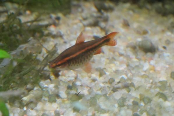 Nannostomus & Scalaire