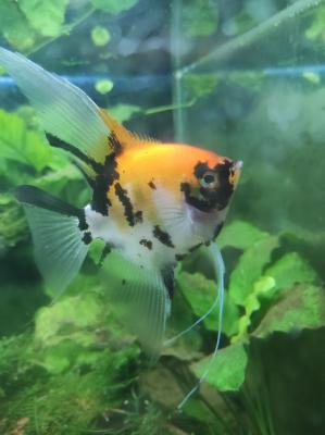 Nannostomus & Scalaire