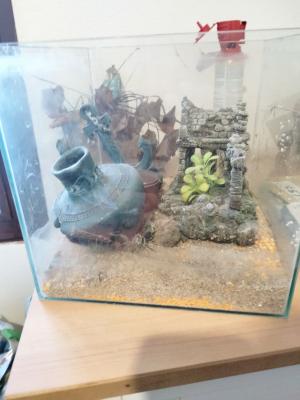 Aquarium 60 litres d'eau aoese et plus petit aquarium aussi