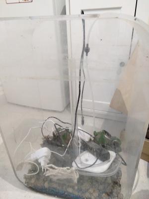 Aquarium 60 litres d'eau aoese et plus petit aquarium aussi