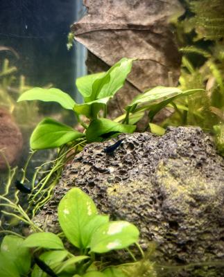 Néocaridina Blue Dream - Blue Velvet foncé