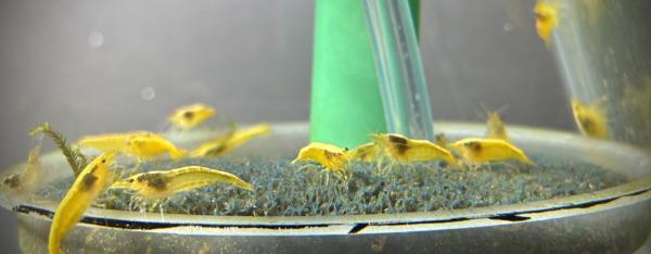 Crevette yellow gold