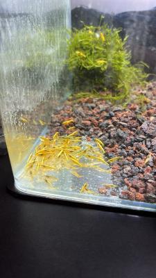 Crevette yellow gold