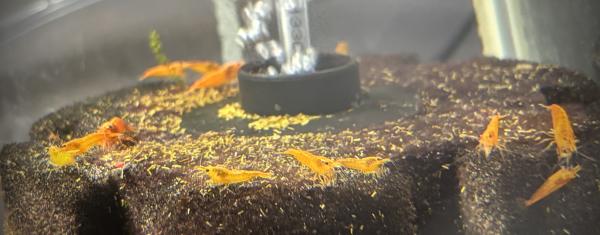 Crevette orange Sunkist