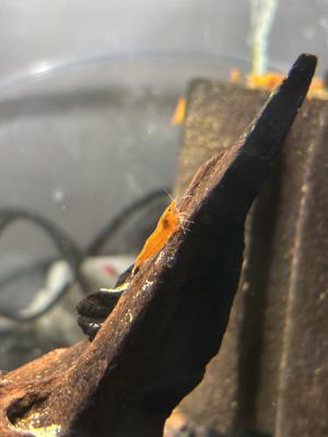 Crevette orange Sunkist