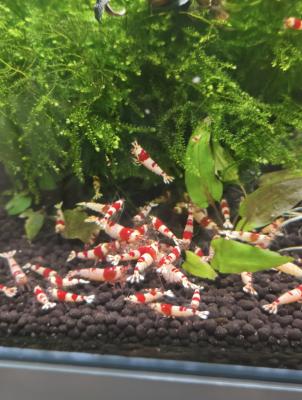 Crevettes crystal red