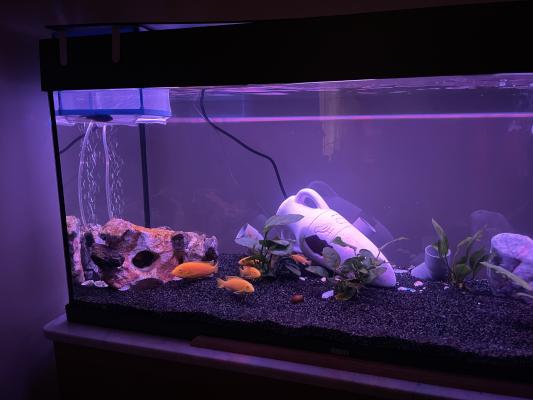 Bac 180 L Juwel tout equipe