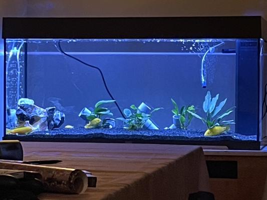 Bac 180 L Juwel tout equipe