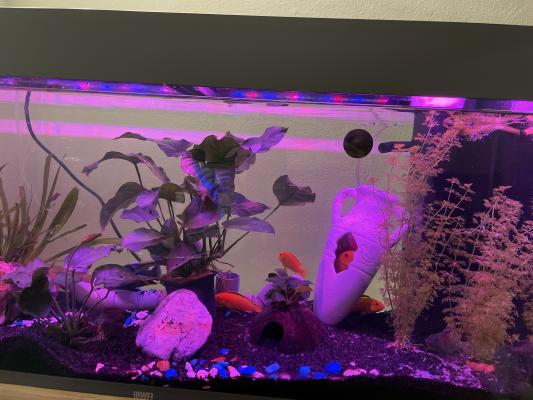 Bac 180 L Juwel tout equipe