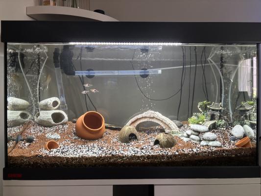 Ensemble complet Aquarium EHEIM 126L + Meuble