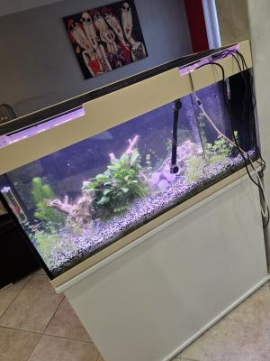 Aquarium 200l sur meuble