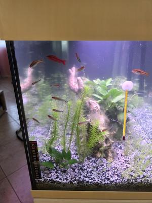 Aquarium 200l sur meuble
