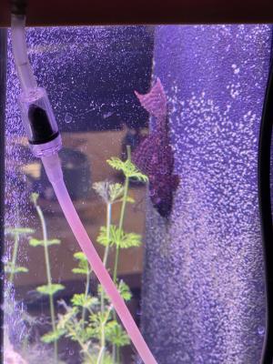 Aquarium 200l sur meuble