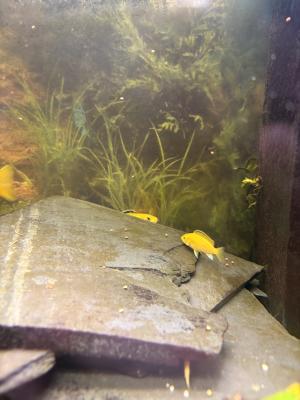 Cichlidés labido jaune