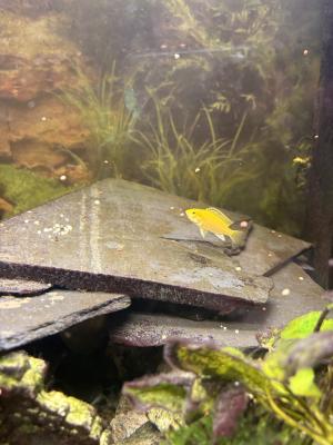 Cichlidés labido jaune