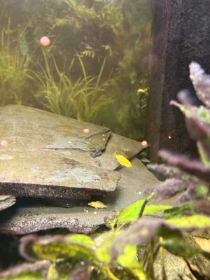 Cichlidés labido jaune