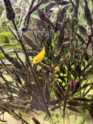 Cichlidés labido jaune