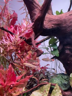 Rasbora rubrodorsalis