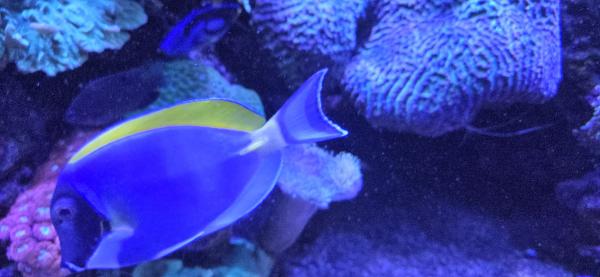 Poisson aquarium Acanthurus leucosternon 15cm