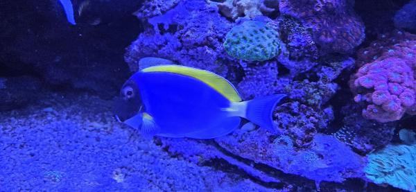 Poisson aquarium Acanthurus leucosternon 15cm